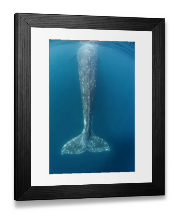 Framed Print : Grey whale (Eschrichtius robustus) tail, Magdalena Bay, Baja California, Mexico, February Framed Print : Grey whale (Eschrichtius robustus) tail, Magdalena Bay, Baja California, Mexico, February