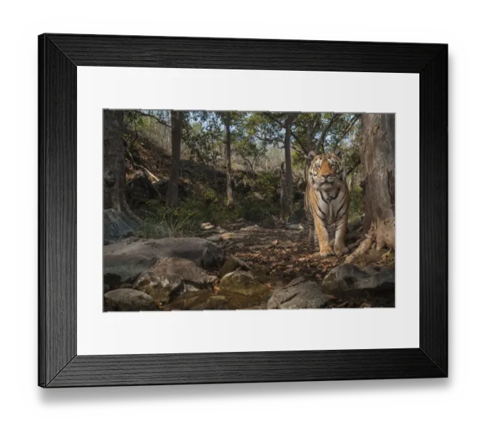 Framed Print : Bengal tiger (Panthera tigris tigris), male near tree previously spray marked by female Framed Print : Bengal tiger (Panthera tigris tigris), male near tree previously spray marked by female
