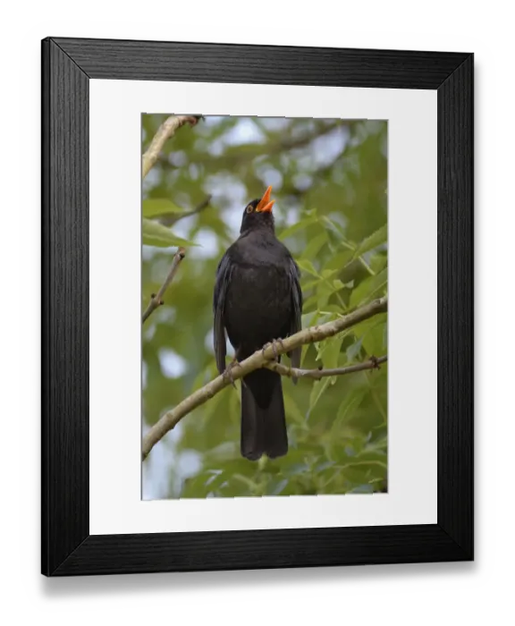 Framed Print : Blackbird (Turdus merula), male singing whilst perched in Ash (Fraxinus excelsior) tree Framed Print : Blackbird (Turdus merula), male singing whilst perched in Ash (Fraxinus excelsior) tree