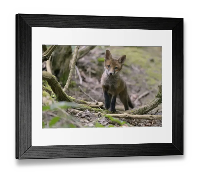 Framed Print : Red fox (Vulpes vulpes) cub exploring woodland. Near Bath, England, UK. May Framed Print : Red fox (Vulpes vulpes) cub exploring woodland. Near Bath, England, UK. May