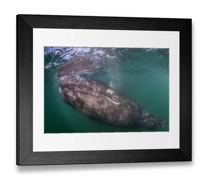 Framed Print : Grey whale (Eschrichtius robustus) calf, San Ignacio Lagoon, El Vizcaino Biosphere Reserve Framed Print : Grey whale (Eschrichtius robustus) calf, San Ignacio Lagoon, El Vizcaino Biosphere Reserve