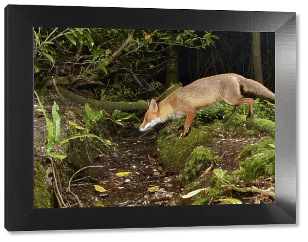 Red fox (Vulpes vulpes) visiting woodland stream to drink at night. Camera trap image
