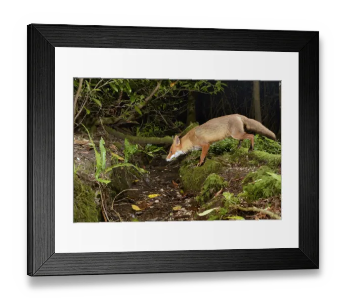 Framed Print : Red fox (Vulpes vulpes) visiting woodland stream to drink at night. Camera trap image Framed Print : Red fox (Vulpes vulpes) visiting woodland stream to drink at night. Camera trap image
