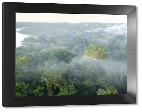 Aerial view of lowland Amazonia rainforest in morning mist. Manu Biosphere Reserve, Amazonia, Peru