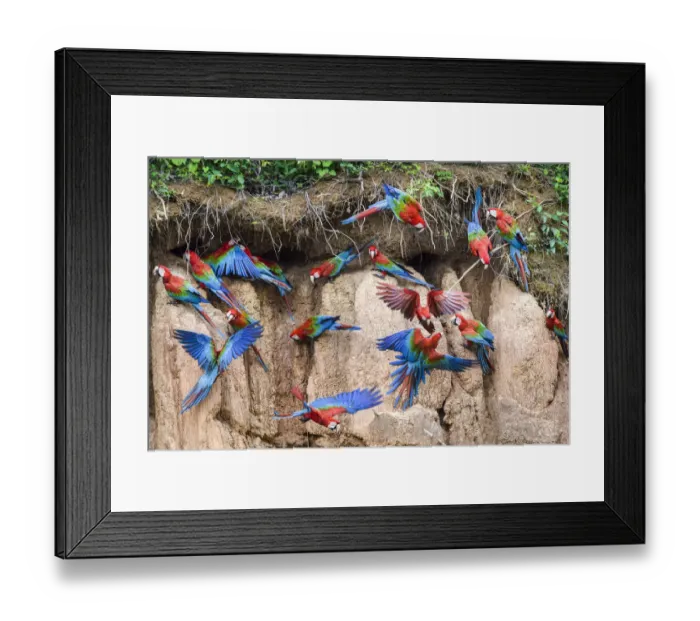 Framed Print : RF - Red-and-green macaw (Ara chloropterus) flock feeding and flying. Wall of clay lick