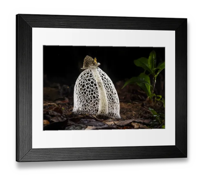 Framed Print : RF - Maidens veil  /  Bridal veil fungus (Phallus indusiatus) with indusium fully formed