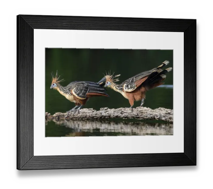 Framed Print : Hoatzin (Opisthocomus hoazin), pair on floating log in Cocha Salvador ox-bow lake Framed Print : Hoatzin (Opisthocomus hoazin), pair on floating log in Cocha Salvador ox-bow lake