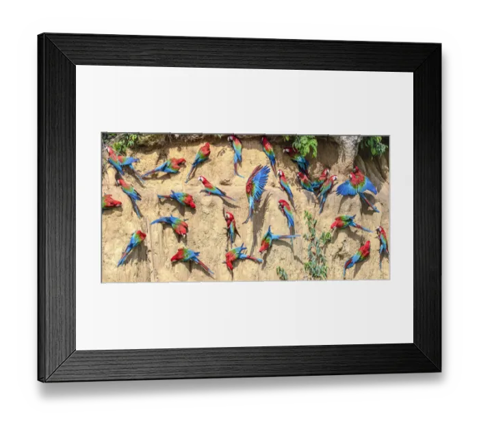 Framed Print : Red-and-green macaw (Ara chloropterus) flock feeding on wall of clay lick. Manu Biosphere Reserve Framed Print : Red-and-green macaw (Ara chloropterus) flock feeding on wall of clay lick. Manu Biosphere Reserve