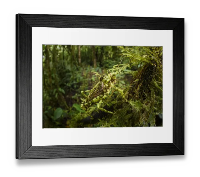 Framed Print : Bush cricket or katydid (Tettigoniidae) with spines, camouflaged amongst moss. Forest Framed Print : Bush cricket or katydid (Tettigoniidae) with spines, camouflaged amongst moss. Forest
