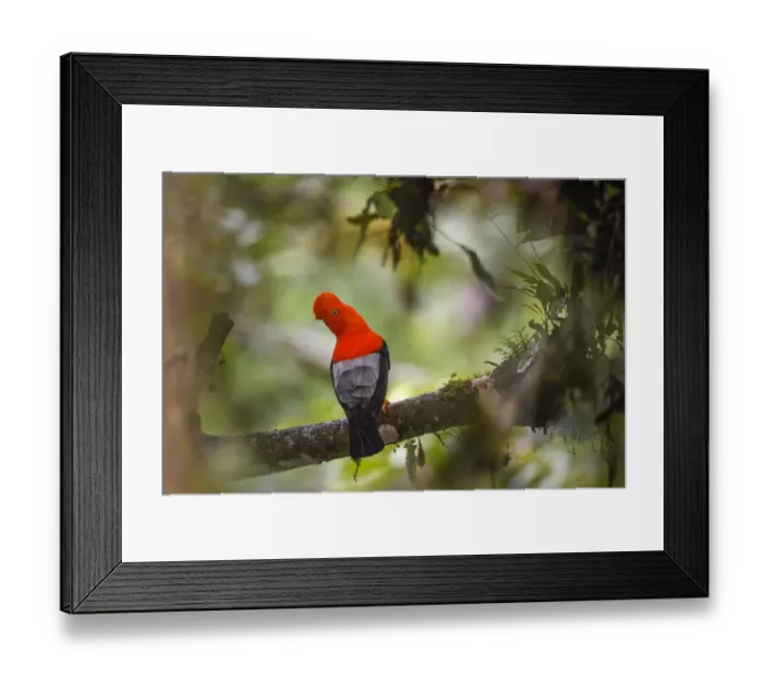 Framed Print : RF - Andean cock-of-the-rock (Rupicola peruvianus), male perched in tree at a lek Framed Print : RF - Andean cock-of-the-rock (Rupicola peruvianus), male perched in tree at a lek
