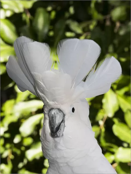 Umbrella cockatoo (Cacatua alba), portrait. Captive