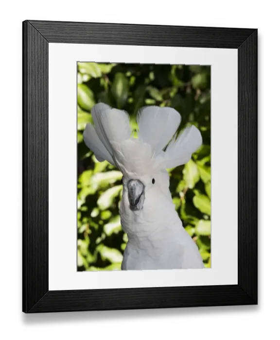 Framed Print : Umbrella cockatoo (Cacatua alba), portrait. Captive Framed Print : Umbrella cockatoo (Cacatua alba), portrait. Captive