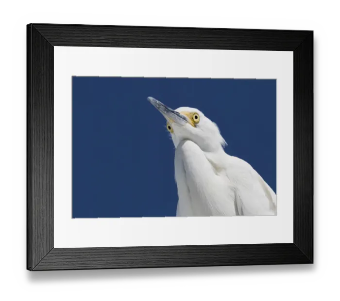 Framed Print : Snowy egret (Egretta thula) portrait, viewed from below. St. Petersburg, Florida, USA Framed Print : Snowy egret (Egretta thula) portrait, viewed from below. St. Petersburg, Florida, USA
