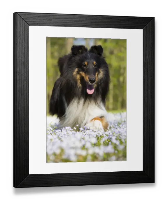 Framed Print : Shetland sheepdog running in Common bluet (Houstonia caerulea) field. Haddam, Connecticut, USA