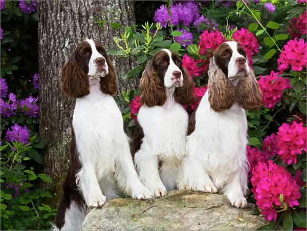 English springer spaniel, three standing with front legs on rock, Rhododendron flowers