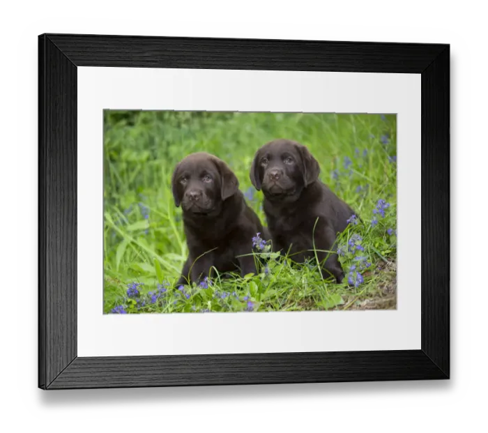 Framed Print : Chocolate labrador retriever, two puppiessitting in spring flowers. Haddam, Connecticut, USA Framed Print : Chocolate labrador retriever, two puppiessitting in spring flowers. Haddam, Connecticut, USA