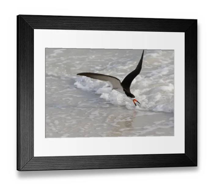 Framed Print : Black skimmer (Rynchops niger) foraging along surf line. Tierra Verde, Florida, USA Framed Print : Black skimmer (Rynchops niger) foraging along surf line. Tierra Verde, Florida, USA