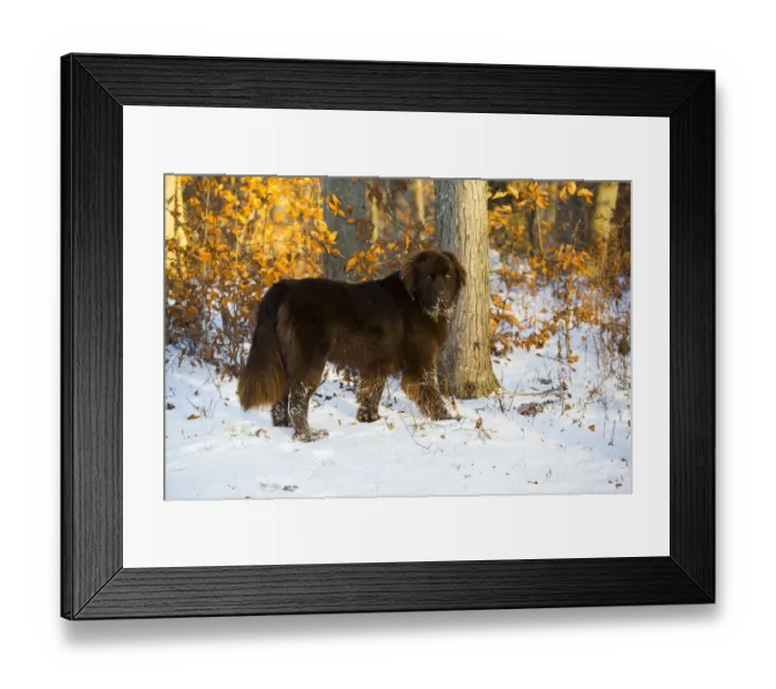 Framed Print : Newfoundland dog, male standing in snow. Killingworth, Connecticut, USA Framed Print : Newfoundland dog, male standing in snow. Killingworth, Connecticut, USA
