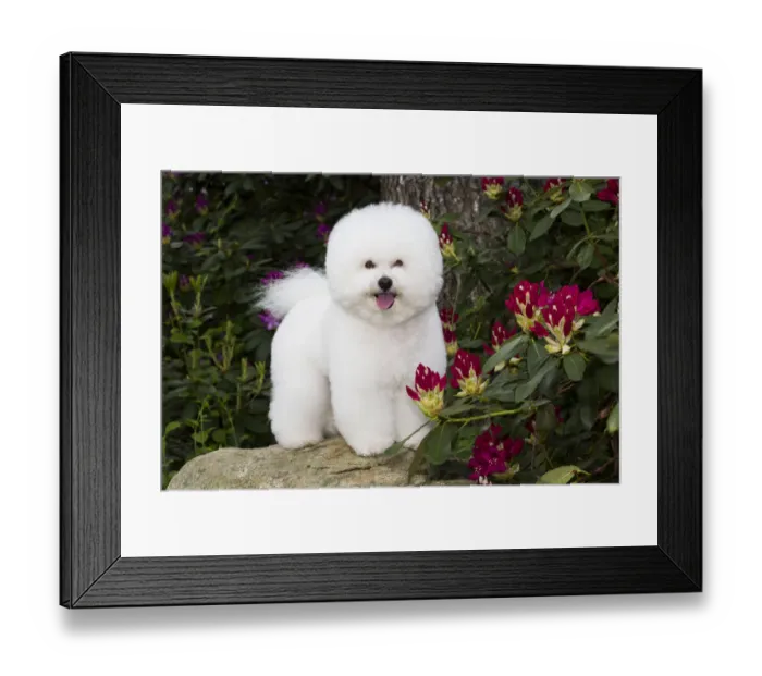Framed Print : Bichon frise standing on rock amongst Rhododendron flowers. Haddam, Connecticut, USA Framed Print : Bichon frise standing on rock amongst Rhododendron flowers. Haddam, Connecticut, USA