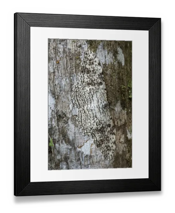 Framed Print : White witch moth (Thysania agrippina) camouflaged against bark of tree. Manu Biosphere Reserve Framed Print : White witch moth (Thysania agrippina) camouflaged against bark of tree. Manu Biosphere Reserve