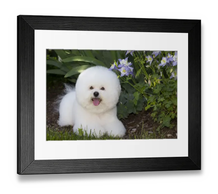 Framed Print : Bichon frise beside Colorado blue columbine (Aquilegia coerulea) flowers. Old Lyme Framed Print : Bichon frise beside Colorado blue columbine (Aquilegia coerulea) flowers. Old Lyme