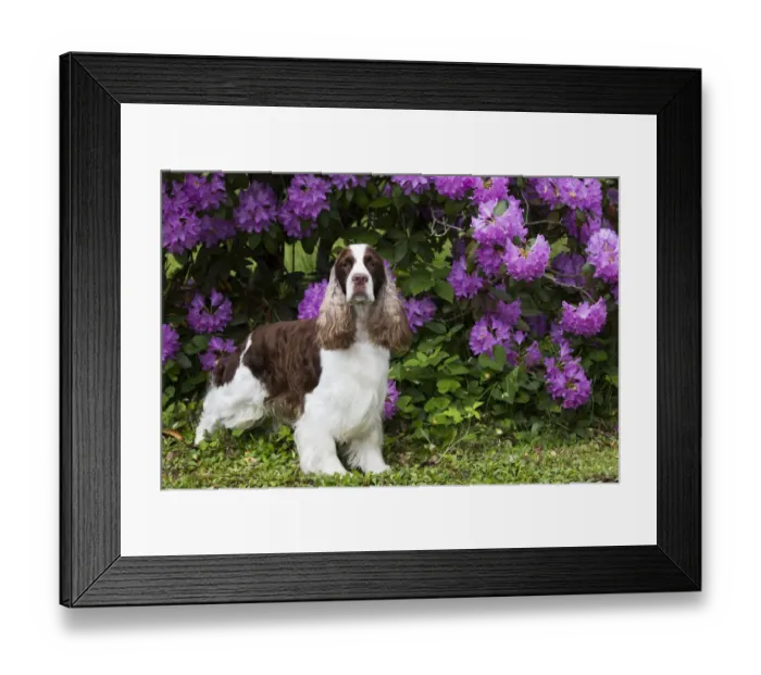 Framed Print : English springer spaniel standing in front of Rhododendron flowers. Haddam, Connecticut, USA Framed Print : English springer spaniel standing in front of Rhododendron flowers. Haddam, Connecticut, USA