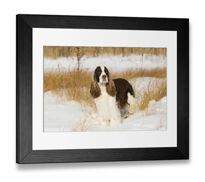 Framed Print : English springer spaniel standing in snow covered grassland, shore of Long Island Sound Framed Print : English springer spaniel standing in snow covered grassland, shore of Long Island Sound