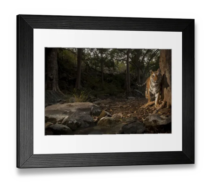 Framed Print : Bengal tiger (Panthera tigris tigris) in forest clearing. Camera trap image. Pench National Park Framed Print : Bengal tiger (Panthera tigris tigris) in forest clearing. Camera trap image. Pench National Park