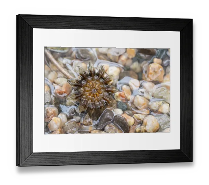 Framed Print : Cheiridopsis species, seed capsule open in response to rain. Namaqualand, South Africa Framed Print : Cheiridopsis species, seed capsule open in response to rain. Namaqualand, South Africa