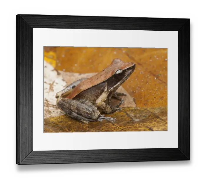Framed Print : Bronzed frog / Common Wood Frog (Hylarana temporalis) Sri Lanka Framed Print : Bronzed frog / Common Wood Frog (Hylarana temporalis) Sri Lanka