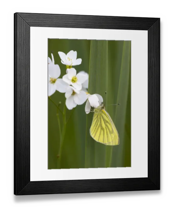 Framed Print : Green-veined white butterfly (Pieris napi) Whitelye Common Nature Reserve, Monmouthshire Framed Print : Green-veined white butterfly (Pieris napi) Whitelye Common Nature Reserve, Monmouthshire