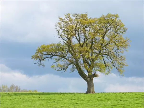 English oak tree (Quercus robur) in field, with early spring growth, Gloucestershire