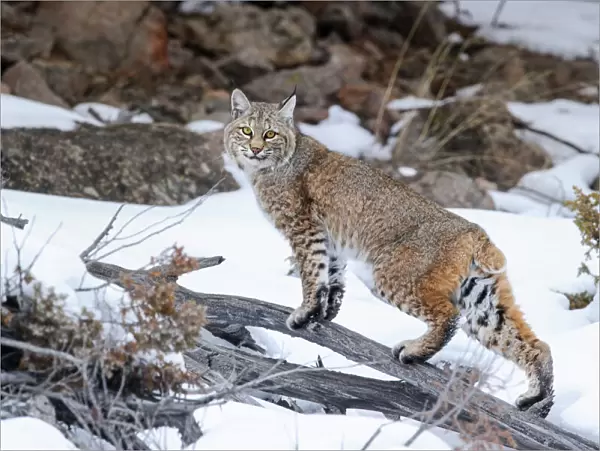 Bobcat (Lynx rufus) standing on branch in snow. Madison River Valley, Yellowstone National Park
