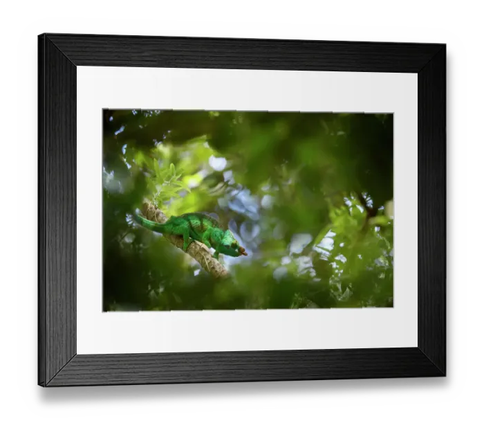 Framed Print : Parson's chameleon (Calumma parsonii), male hunting in forest canopy. Mitsinjo Forest, Andasibe-Mantadia National Park, eastern Madagascar Framed Print : Parson's chameleon (Calumma parsonii), male hunting in forest canopy. Mitsinjo Forest, Andasibe-Mantadia National Park, eastern Madagascar