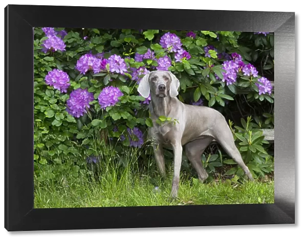 Weimaraner in front of Rhododendron flowers, Haddam, Connecticut, USA. May
