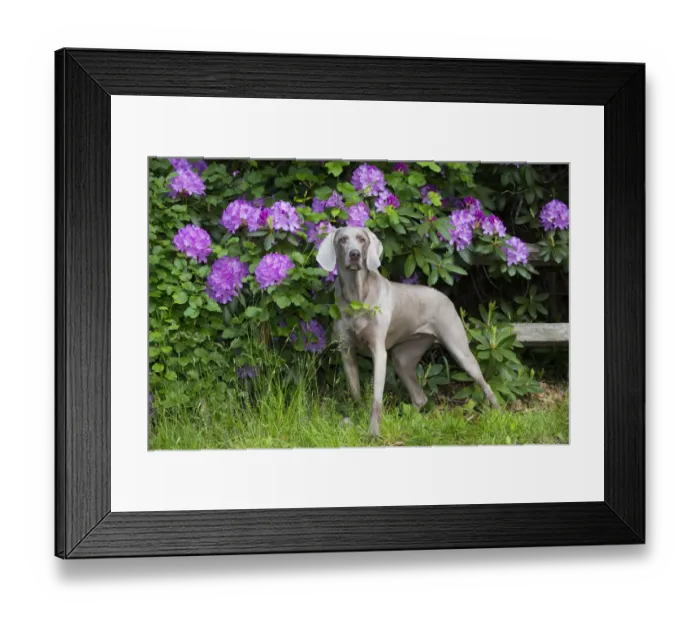 Framed Print : Weimaraner in front of Rhododendron flowers, Haddam, Connecticut, USA. May Framed Print : Weimaraner in front of Rhododendron flowers, Haddam, Connecticut, USA. May