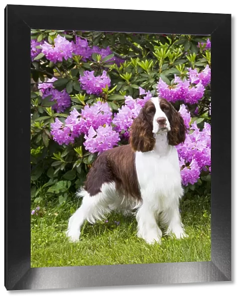 English springer spaniel in Rhododendron. Haddam, Middlesex, Connecticut, USA