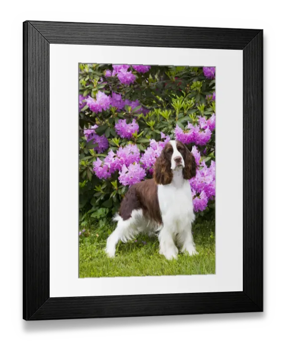 Framed Print : English springer spaniel in Rhododendron. Haddam, Middlesex, Connecticut, USA Framed Print : English springer spaniel in Rhododendron. Haddam, Middlesex, Connecticut, USA