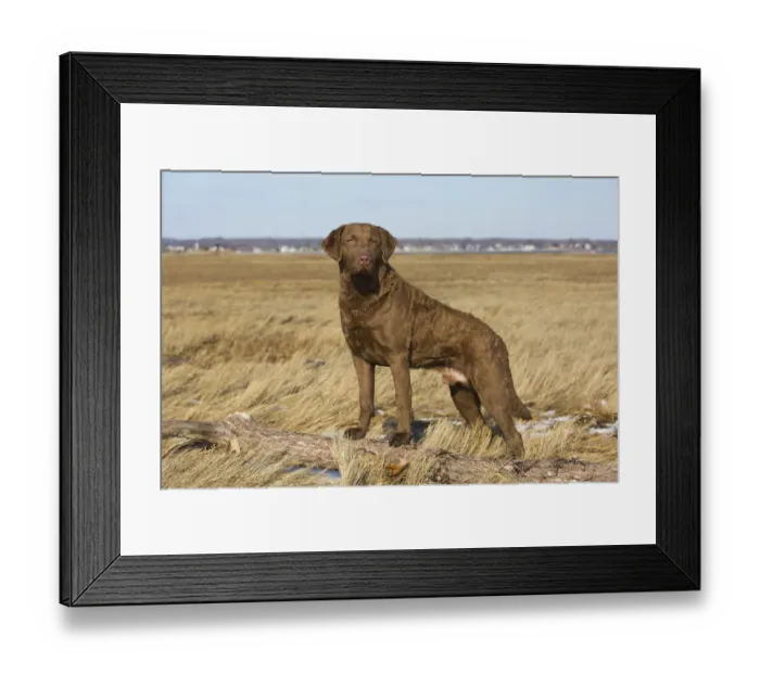 Framed Print : Chesapeake Bay retriever male standing in saltmarsh, Long Island Sound, Madison, Connecticut, USA Framed Print : Chesapeake Bay retriever male standing in saltmarsh, Long Island Sound, Madison, Connecticut, USA