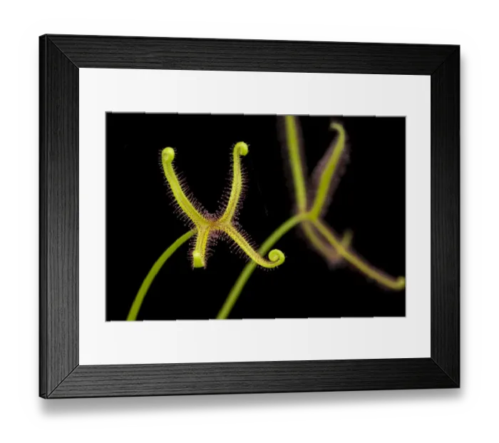 Framed Print : Fork-leaved sundew (Drosera bipinata) carnivorous plant, native to Australia Framed Print : Fork-leaved sundew (Drosera bipinata) carnivorous plant, native to Australia