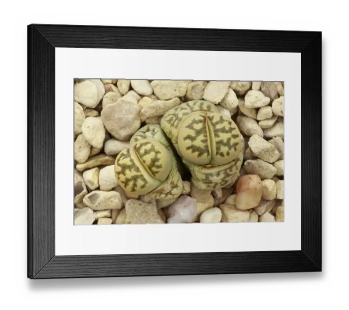 Framed Print : Living stone plant (Lithops dorotheae) one of the living stones plants, in cultivation Framed Print : Living stone plant (Lithops dorotheae) one of the living stones plants, in cultivation