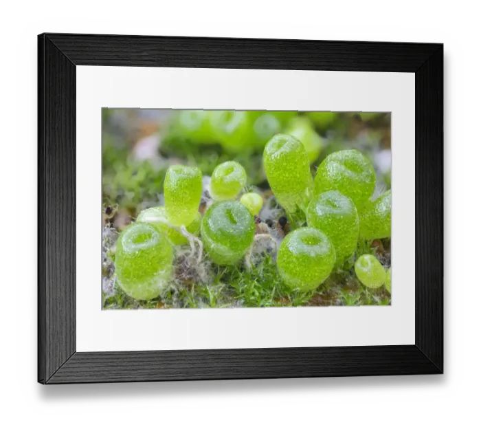 Framed Print : Seedling cone plants (Conophytum subfenestratum), approximately two months after sowing Framed Print : Seedling cone plants (Conophytum subfenestratum), approximately two months after sowing