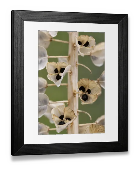 Framed Print : Seeds and seedpods of Armenian grape hyacinth (Muscari armeniacum) June Framed Print : Seeds and seedpods of Armenian grape hyacinth (Muscari armeniacum) June