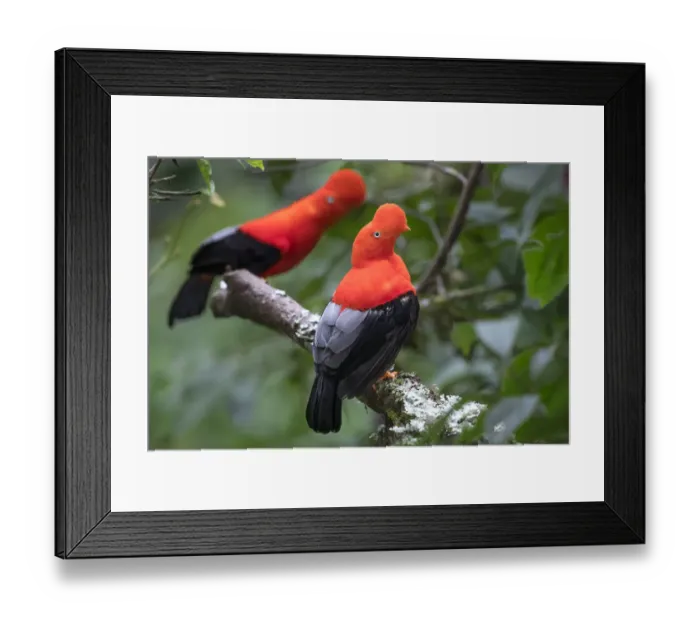 Framed Print : Andean cock-of-the-rock (Rupicola peruvianus), two males perched in tree at lek in Framed Print : Andean cock-of-the-rock (Rupicola peruvianus), two males perched in tree at lek in