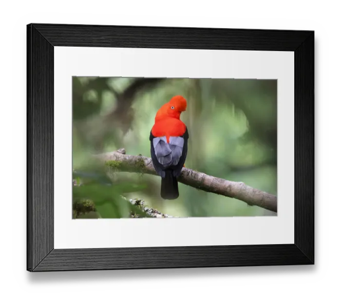 Framed Print : Andean cock-of-the-rock (Rupicola peruvianus), male at a lek in mid-altitude montane rainforest Framed Print : Andean cock-of-the-rock (Rupicola peruvianus), male at a lek in mid-altitude montane rainforest