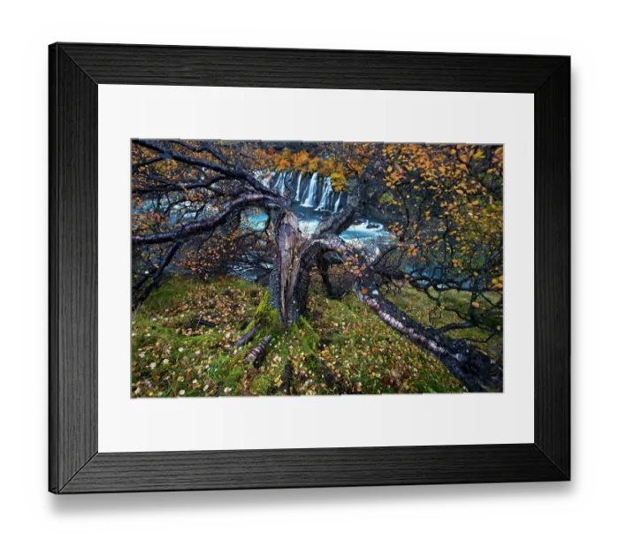 Framed Print : Birch tree (Betula sp) next to waterfall, Iceland. Runner-Up in the Plants category of the International OasisPhotoContest 2018 Framed Print : Birch tree (Betula sp) next to waterfall, Iceland. Runner-Up in the Plants category of the International OasisPhotoContest 2018