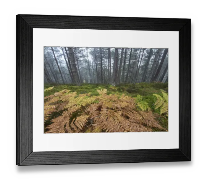 Framed Print : Scots pine (Pinus sylvestris) forest with Bracken (Pteridium aquilinum) ground flora in autumn