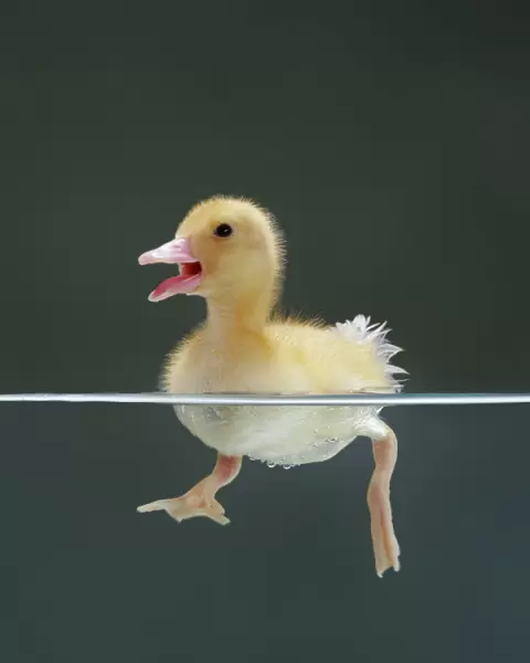 Duckling swimming on water surface, split level, captive, UK