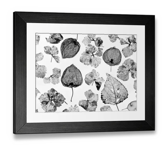 Framed Print : Chinese Lanterns (Physalis alkekengi), Hydrangea flowers, Poplar leaves (Populus) Framed Print : Chinese Lanterns (Physalis alkekengi), Hydrangea flowers, Poplar leaves (Populus)