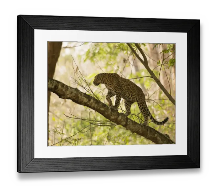 Framed Print : Leopard (Panthera pardus) climbing in tree. Kabini, Nagarhole National Park, Karnataka, India Framed Print : Leopard (Panthera pardus) climbing in tree. Kabini, Nagarhole National Park, Karnataka, India